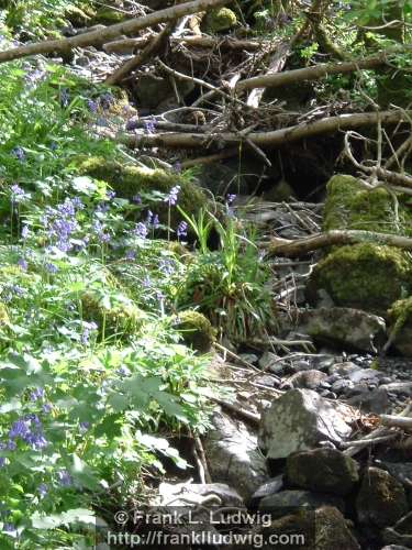 At the Mountain Stream